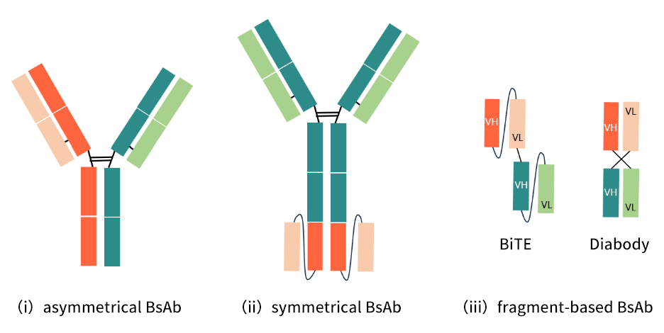 antibody