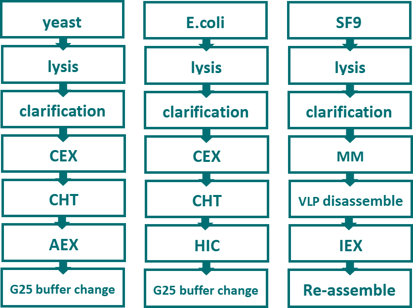 VLP vaccine downstream purification process