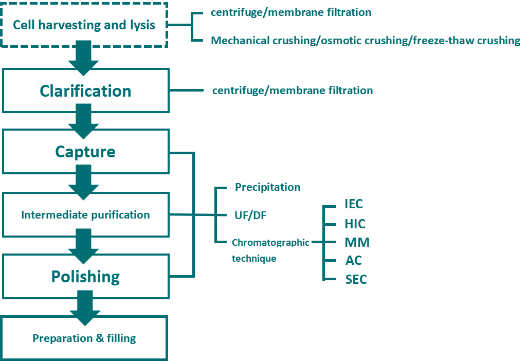 VLP vaccine downstream purification process