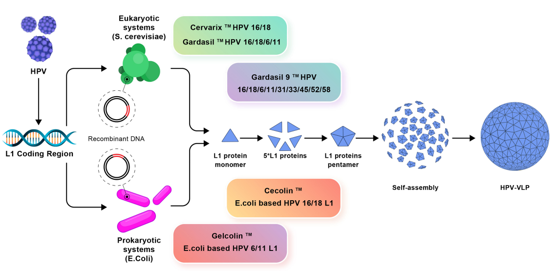 A brief introduction of purification process of VLPs vaccine