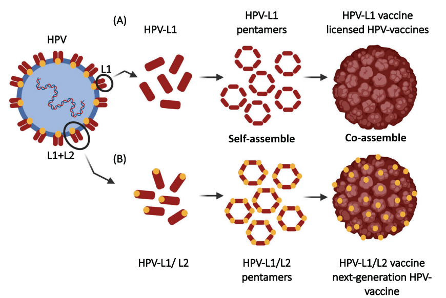 A brief introduction of purification process of VLPs vaccine