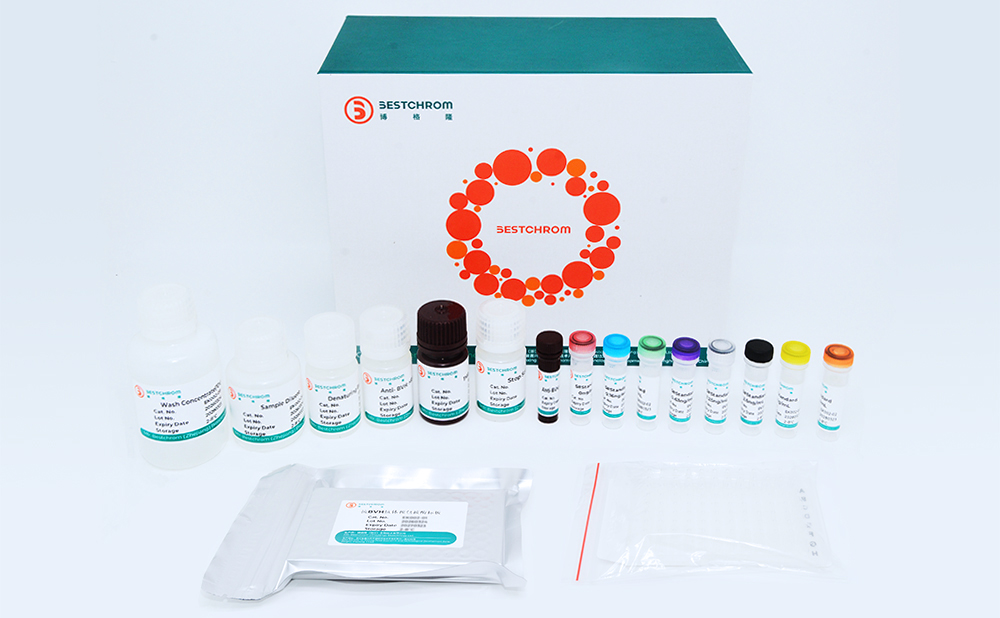BVH ELISA Kit
