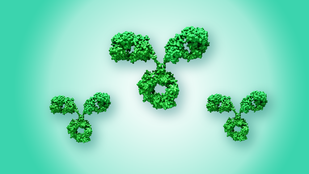 Antibody Purification: Methods, Workflow, and Chromatography Strategies Explained